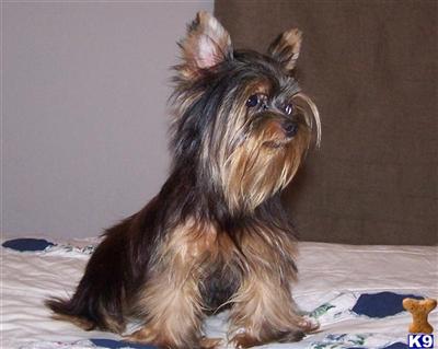 Dogs for Sale in OK