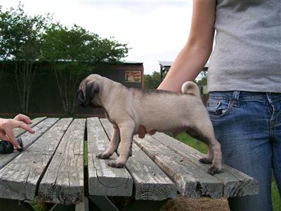Pug Puppies in FL