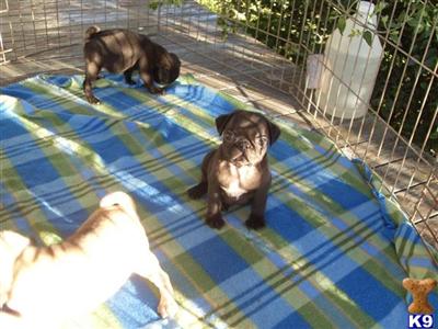 Pug Puppies in FL