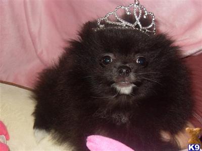 Pomeranian Puppies in FL