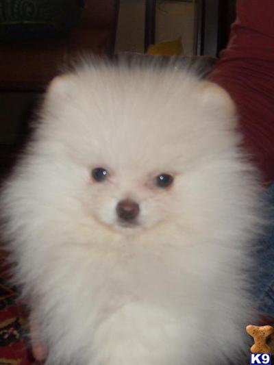 Pomeranian Puppies in FL