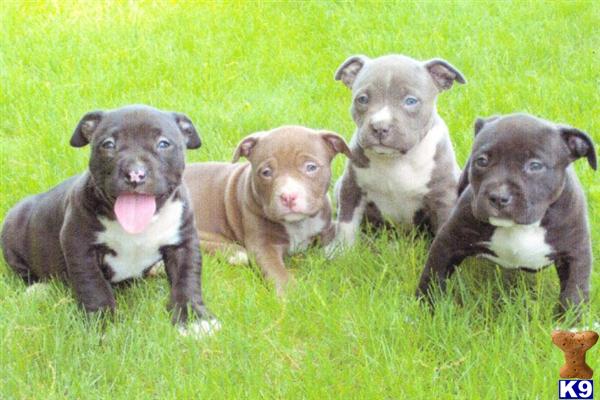 Puppies in Byron center