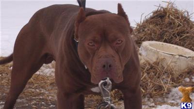 Stud Dogs in MI
