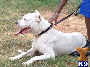 Dogo+argentino+australia+breeders