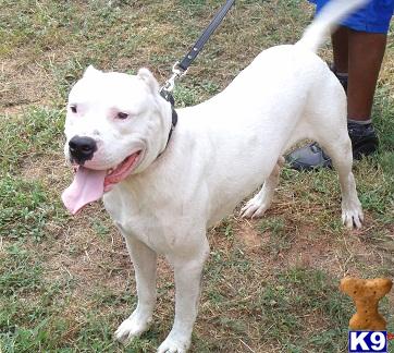 Dogo+argentino+breeders+arizona