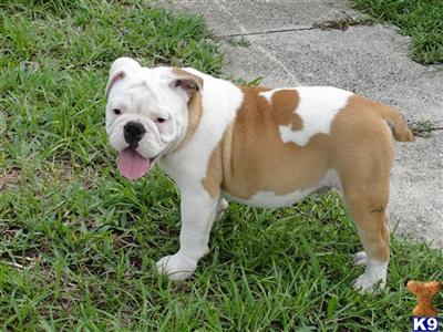 English Bulldog Puppies in FL