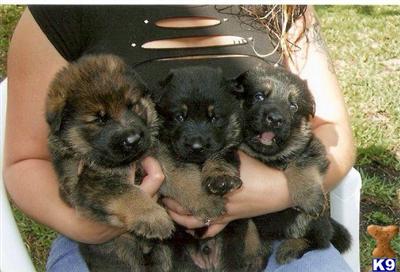 German Shepherd Puppies in FL