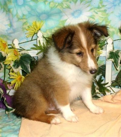Shetland Sheepdog Puppies for Sale