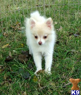Puppies in KS