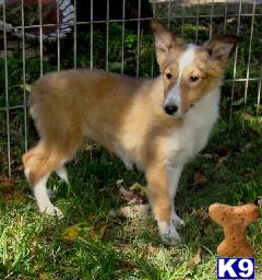 Shetland Sheepdog Puppies for Sale