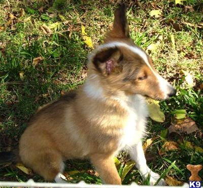 Shetland Sheepdog Puppies for Sale