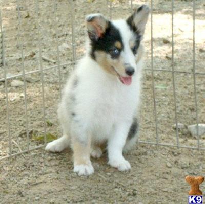 Puppies in KS