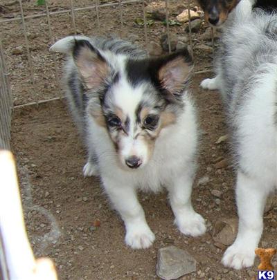 Puppies in KS