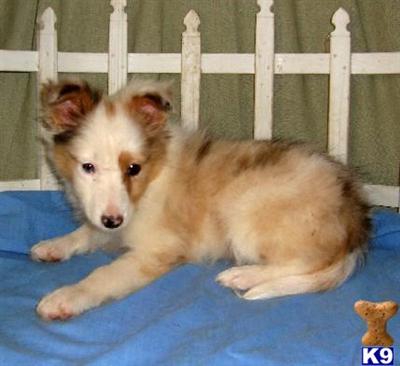 Puppies in KS