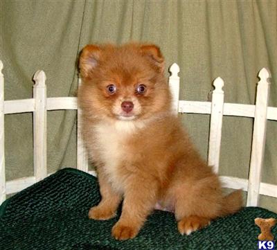 Puppies in KS