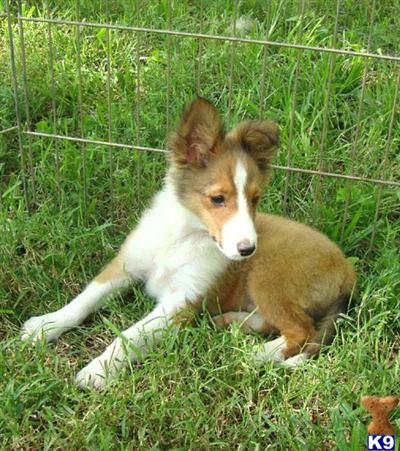 Shetland Sheepdog Puppies for Sale