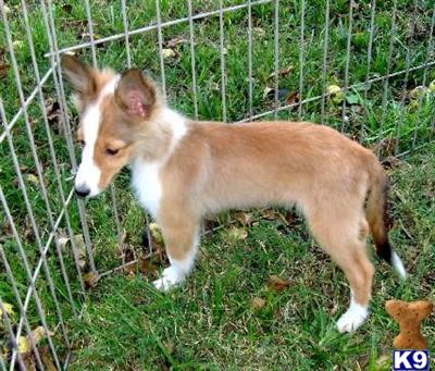 Shetland Sheepdog Puppies for Sale