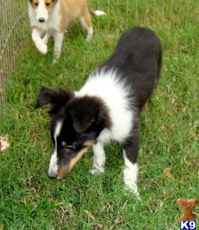Shetland Sheepdog Puppies for Sale