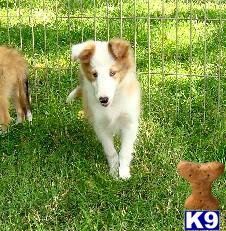 Shetland Sheepdog Puppies for Sale