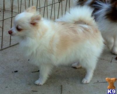 Dogs for Sale in KS