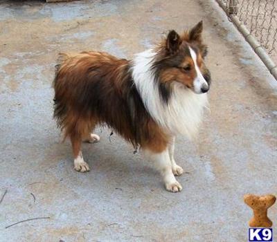 Dogs for Sale