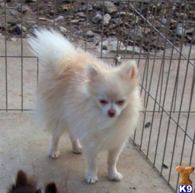 Dogs for Sale in KS