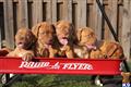 Dogue De Bordeaux