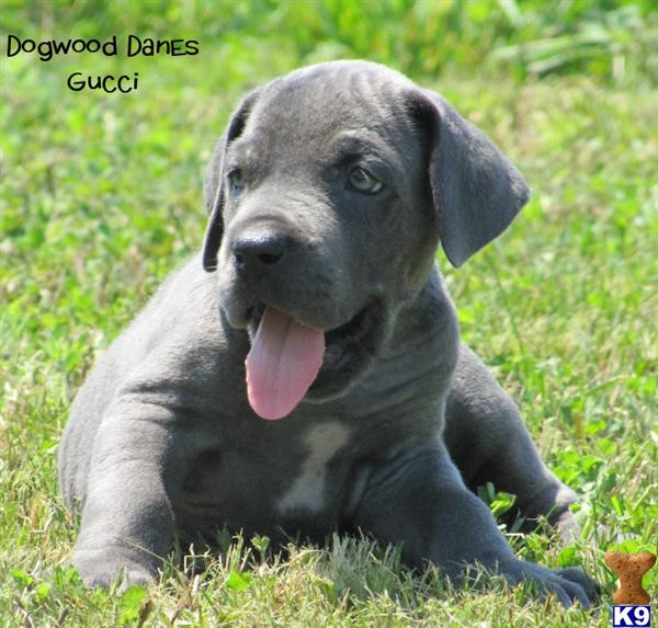 great dane puppies oklahoma breeders near springfield mo myideasbedroom great dane puppies oklahoma breeders near springfield mo myideasbedroom