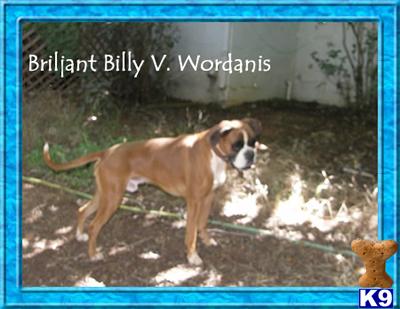 Stud Dogs - Boxer