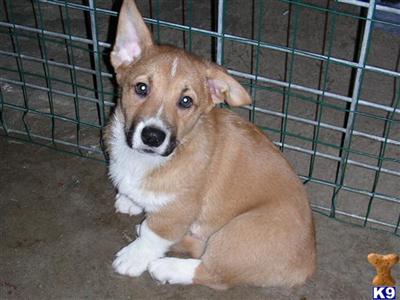 Pembroke Welsh Corgi Puppies for Sale