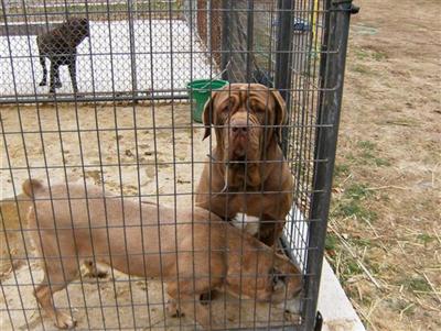 Stud Dogs in NJ
