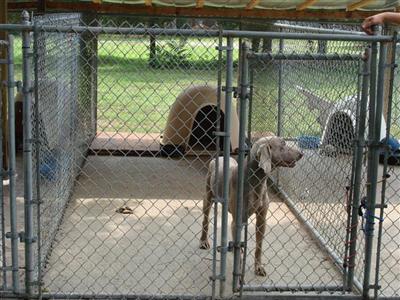 Stud Dogs in NJ