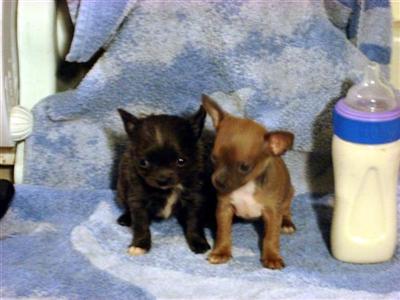 Stud Dogs in NJ