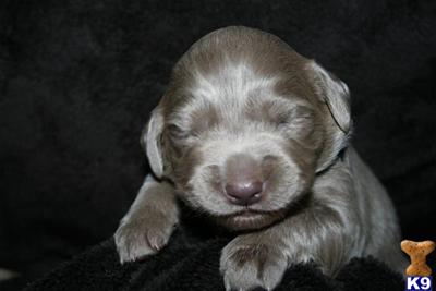 Weimaraner Puppies for Sale