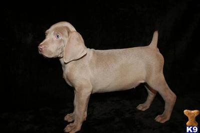 Weimaraner Puppies for Sale