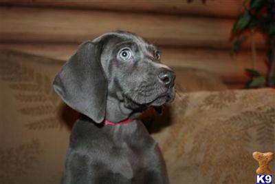 Weimaraner Puppies for Sale