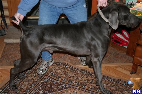 Stud Dogs - Weimaraner