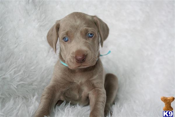Weimaraner Puppies