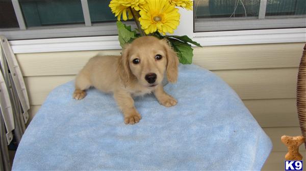 Puppies in WILMINGTON
