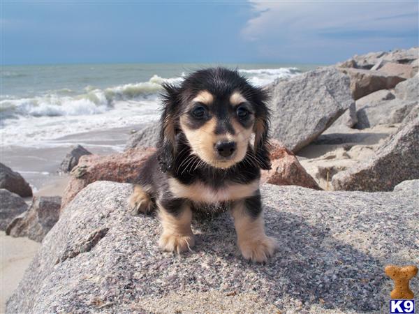 Puppies in WILMINGTON