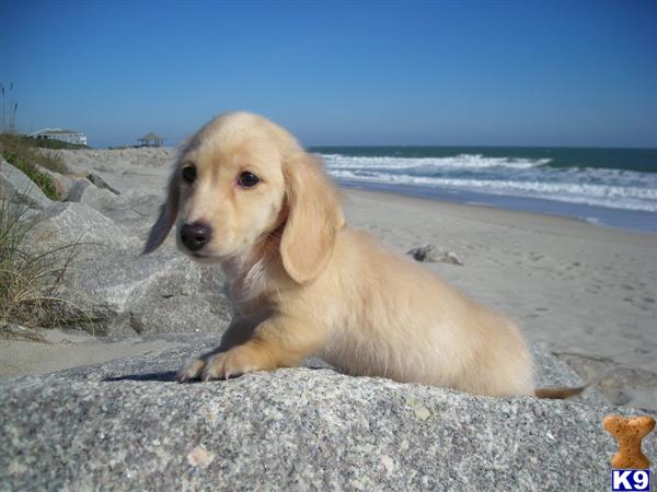 Puppies in WILMINGTON