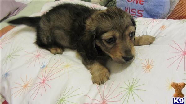 Puppies in WILMINGTON
