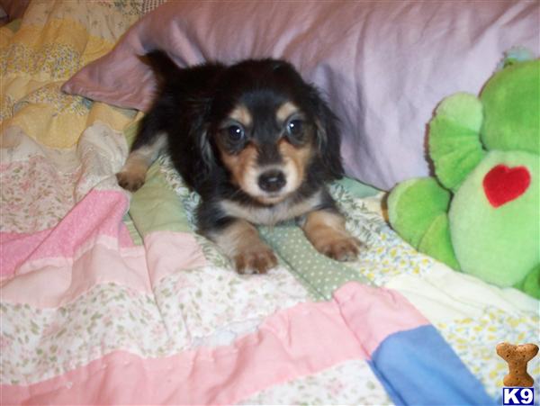 Puppies in WILMINGTON