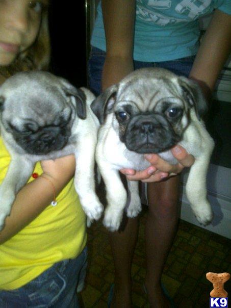 Puppies in Seminole