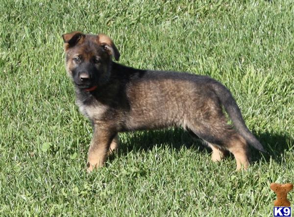 german shepherd puppies washington german shepherd kennels washington breeds picture german shepherd puppies washington german shepherd kennels washington breeds picture