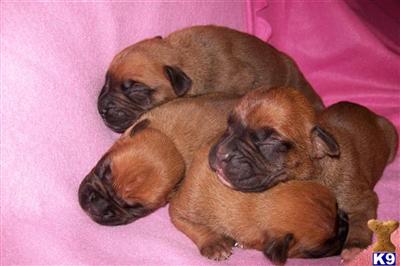 Puppies in AZ