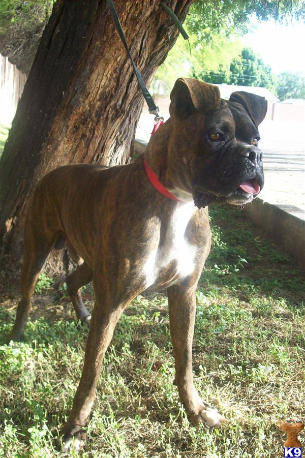 Stud Dogs - Boxer