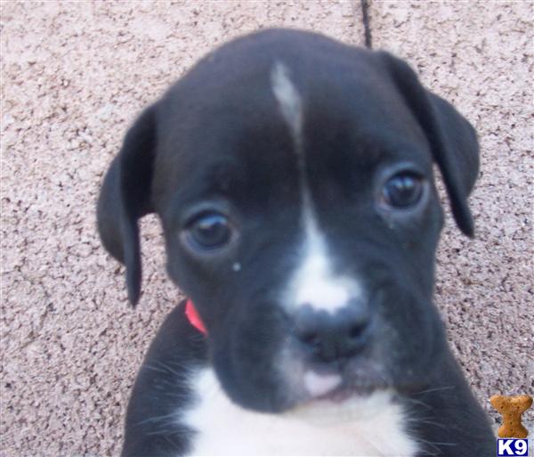 Puppies in AZ