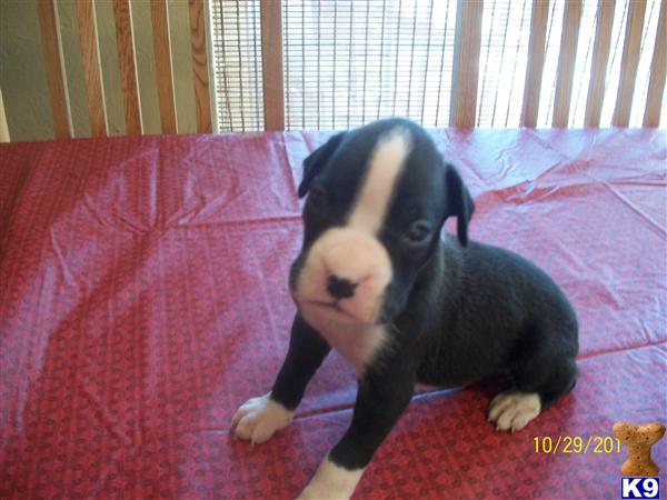 Puppies in AZ