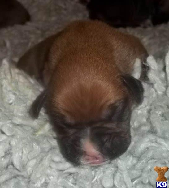 Puppies in Mesa